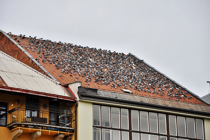 A2B Pest Control are able to install spikes to deter birds from roofs in Ledbury. 