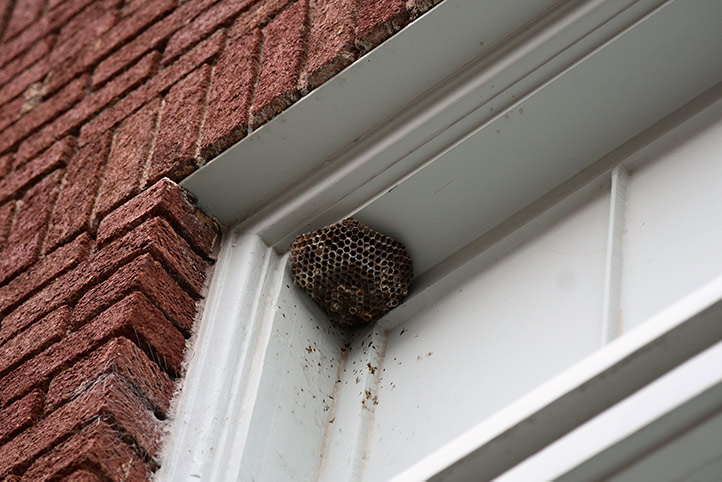 We provide a wasp nest removal service for domestic and commercial properties in Ledbury.